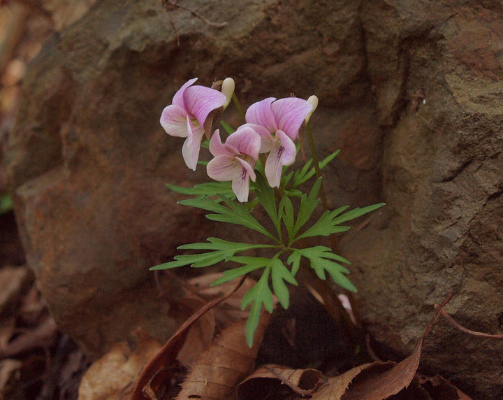 P4278703