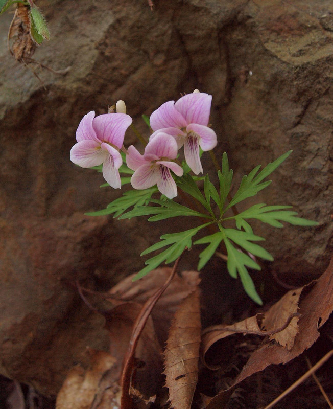 P4278704