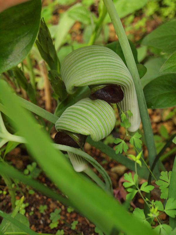 P4309370