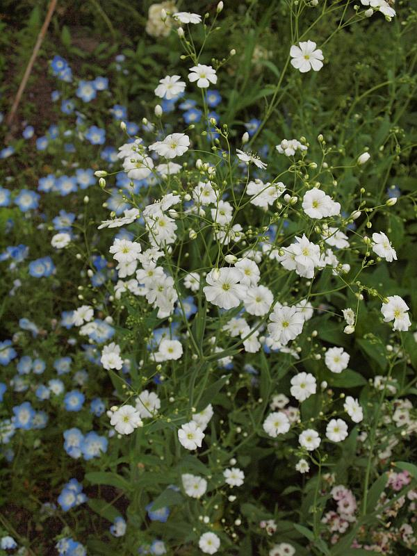 P4309381