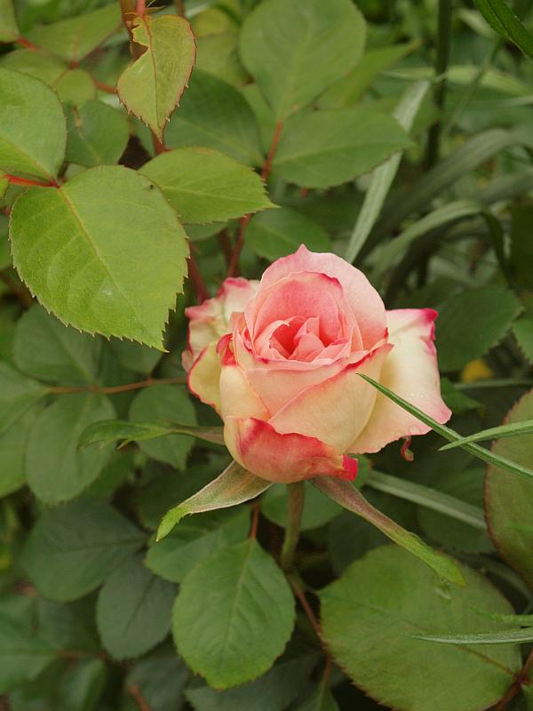 P5019505