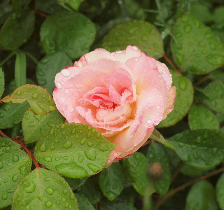 P5029572