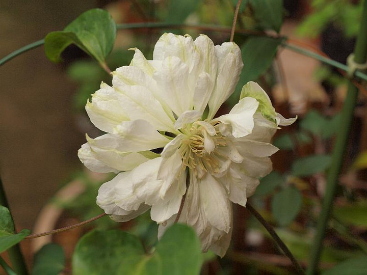 P5039586