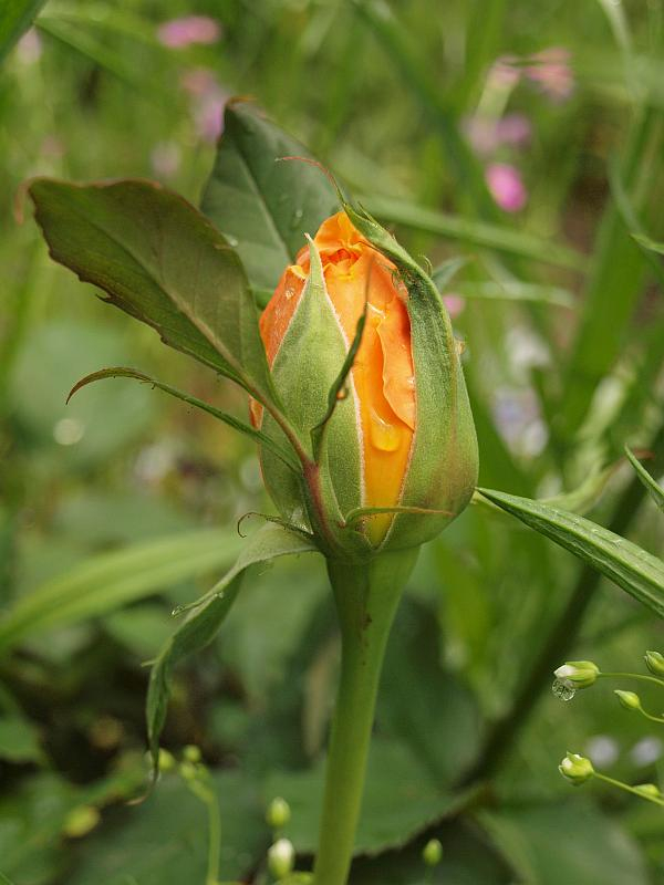 P5039596