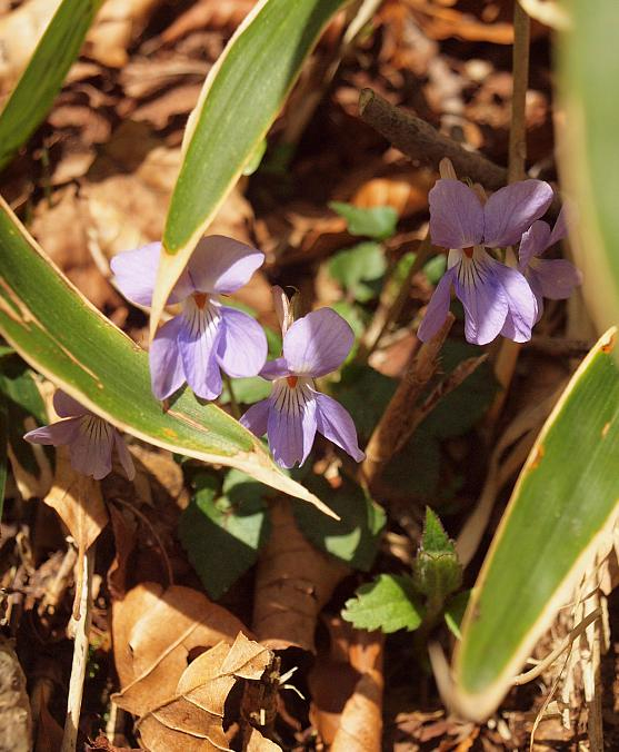 P4299105tatitubosumire