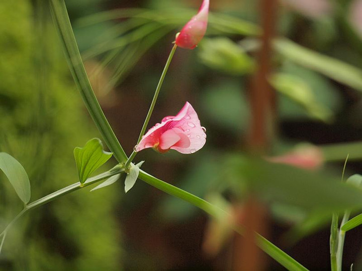 P5090343