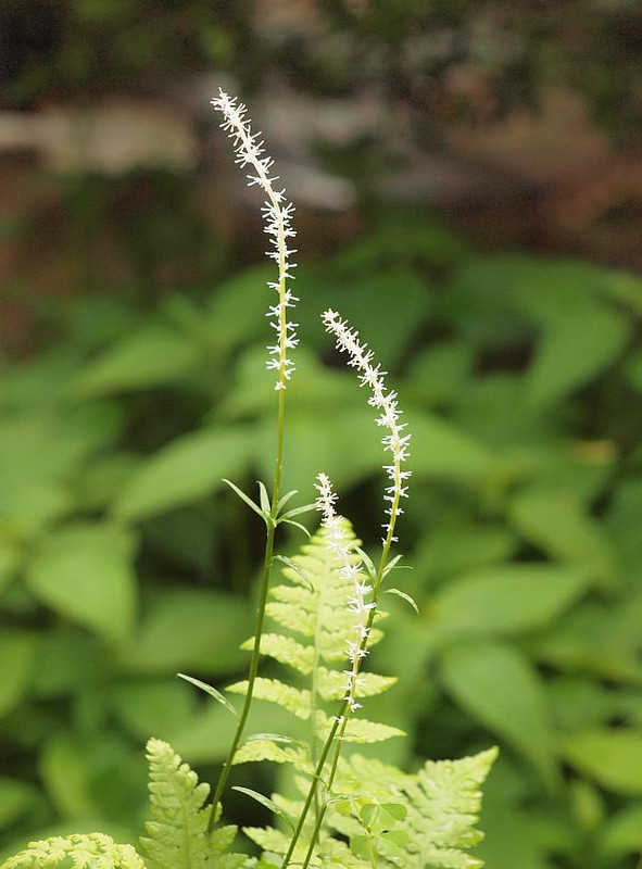 P5090348