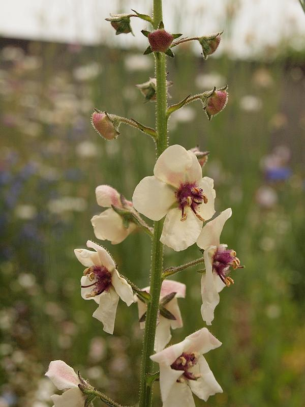 P5201480
