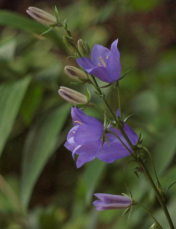 P5231603