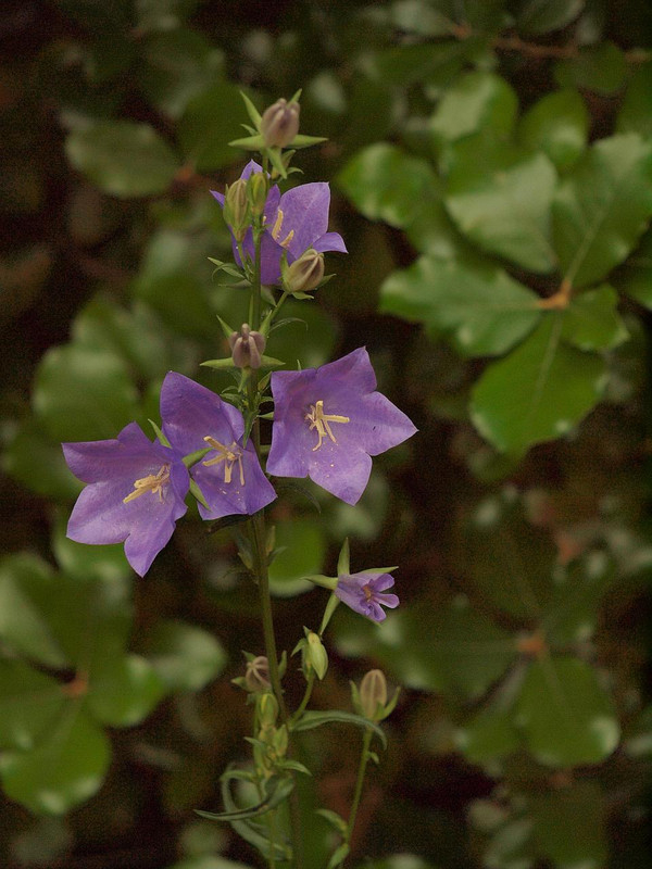 P5231605