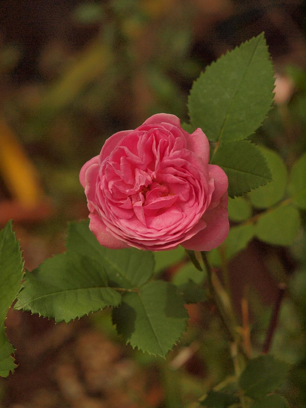 P5231607