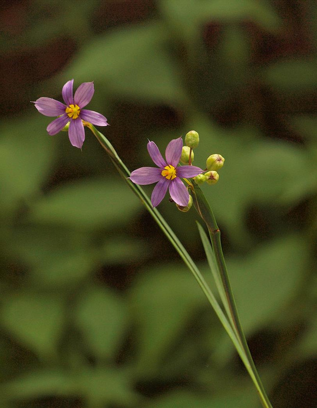 P5231615