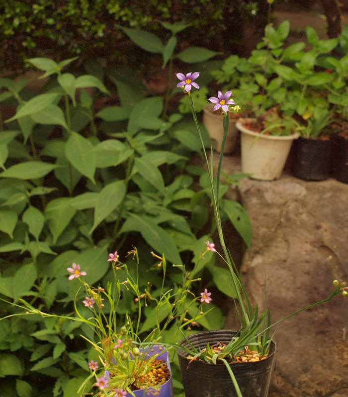 P5231616