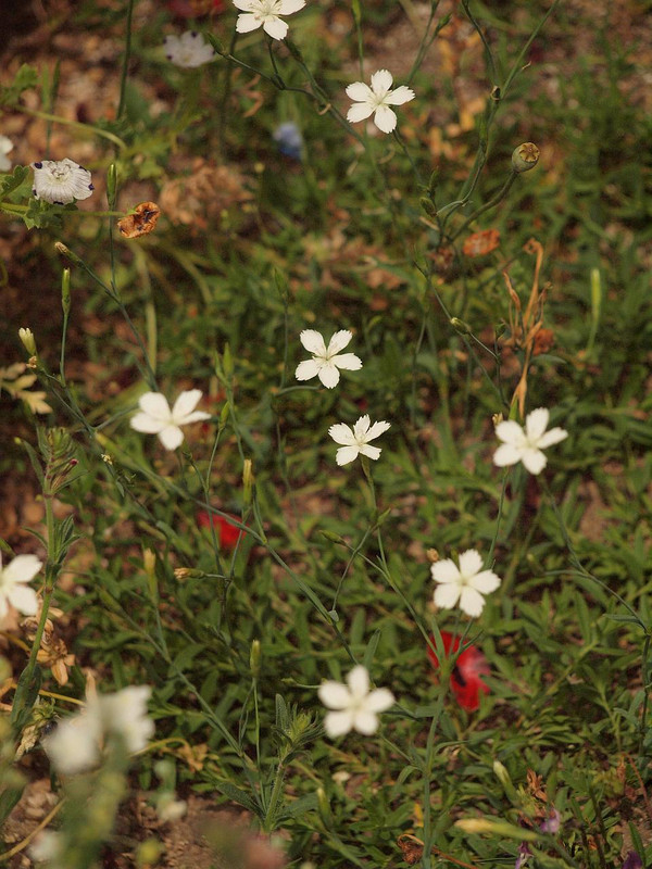 P5231631
