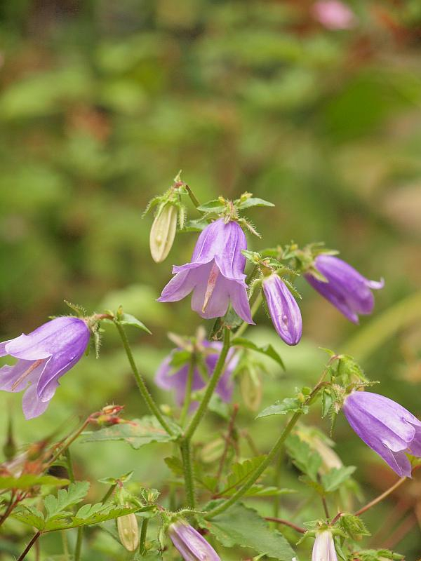 P5241653