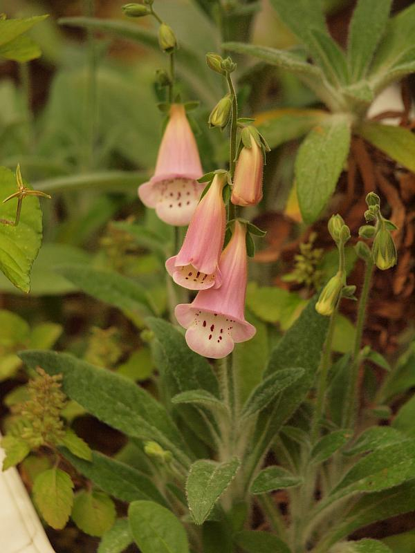 P5241656