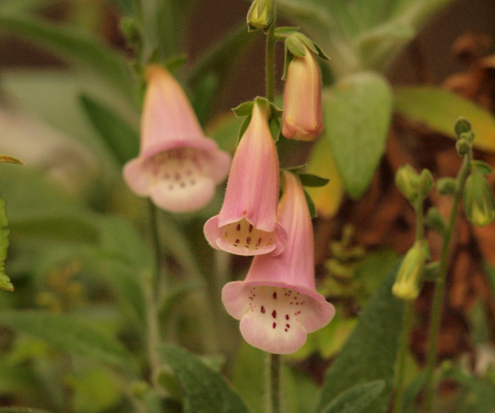 P5241659