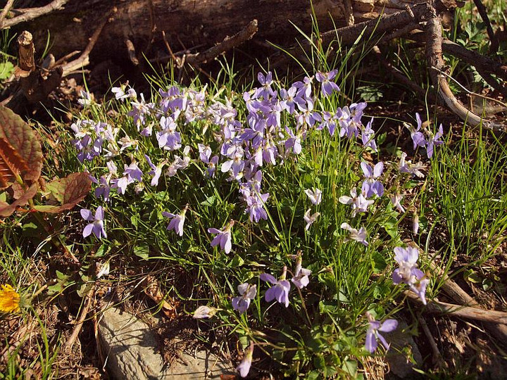 P5191142tatitubosumire