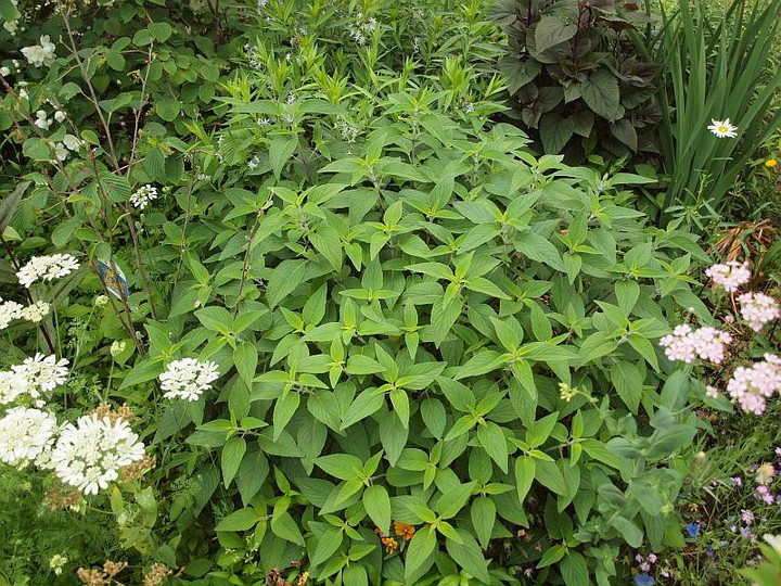 P5261778
