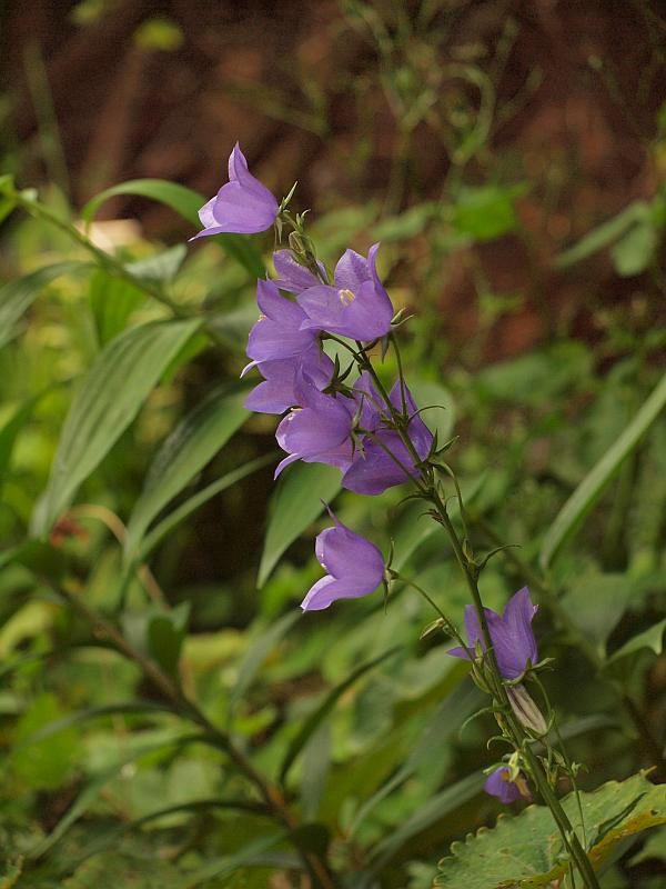 P5261804