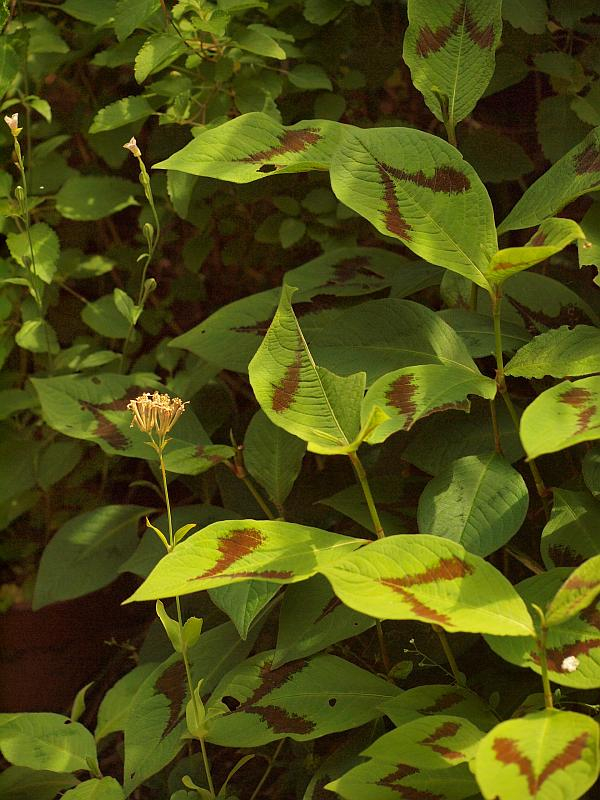 P5261805