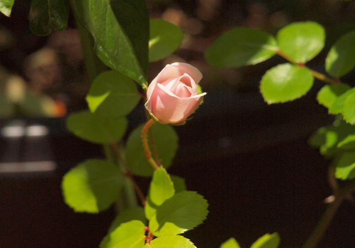 P5271852