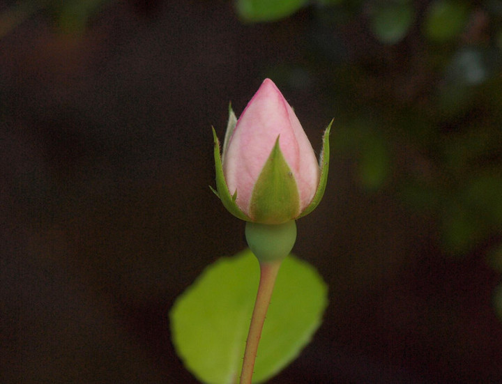 P5281876