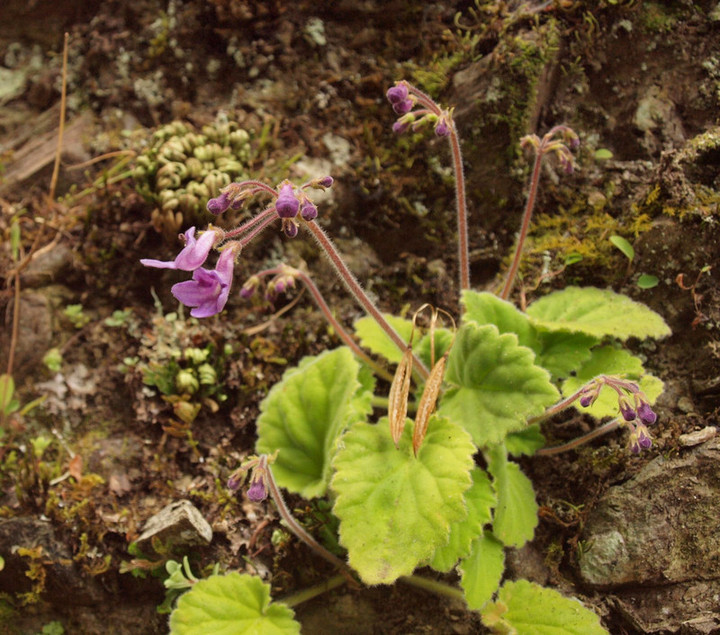 P5191421iwagirisou_1 P5191421iwagirisou_1