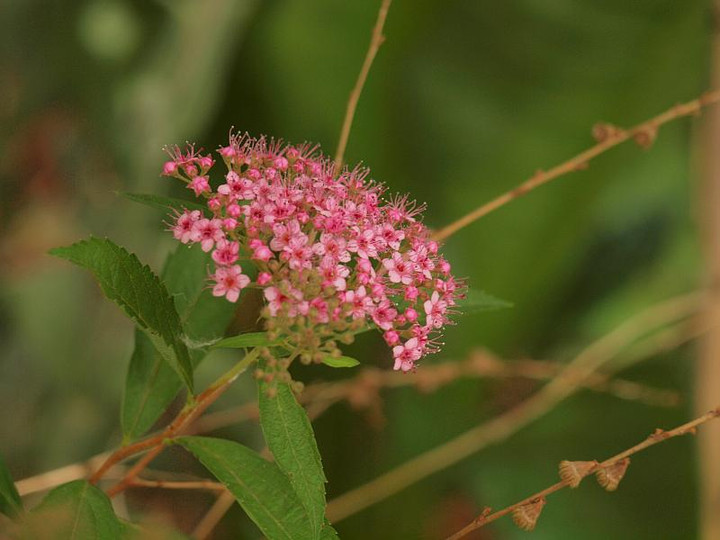P5308787