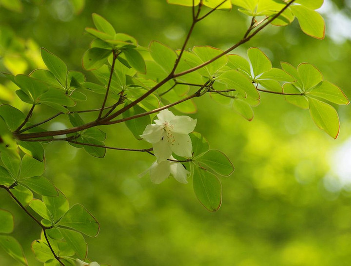 P5292094goyoututuji_1rinn