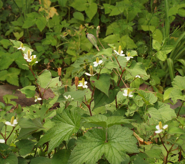 P6049101