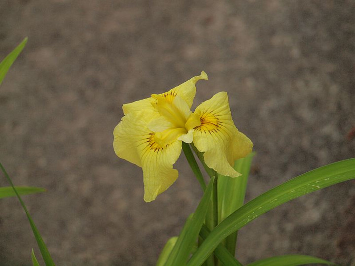 P6069128