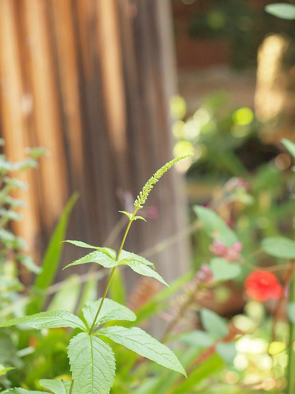 P6069154