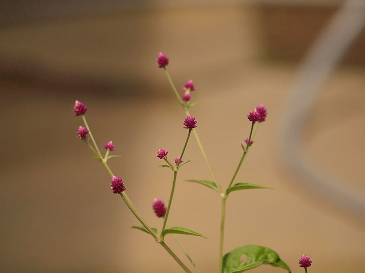 P6171038