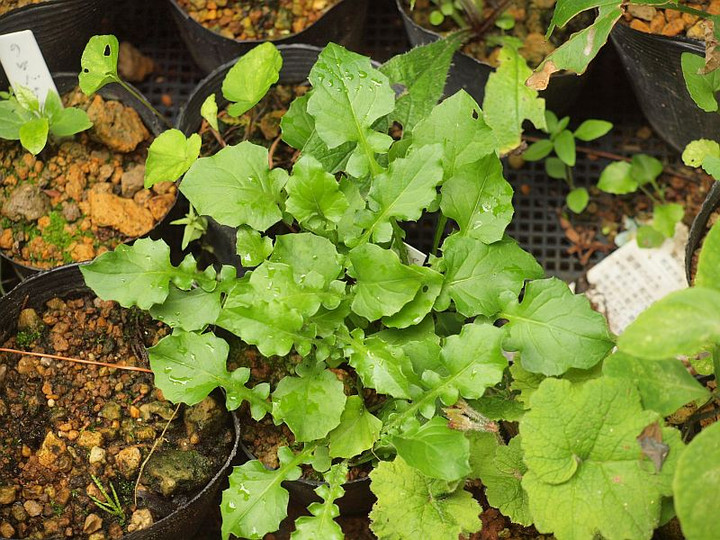 P6181091