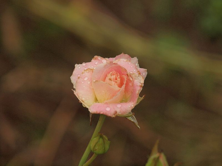 P6191120