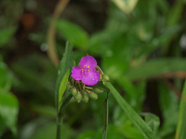 P6211216