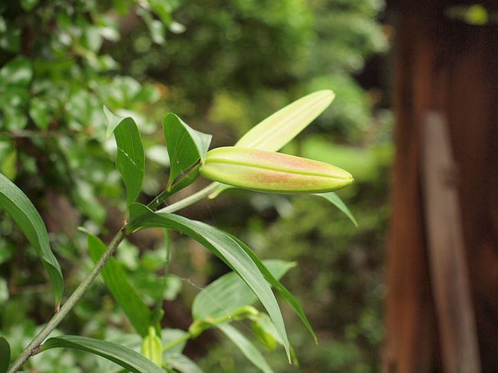 P6241504