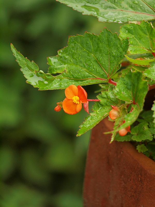 P6241507