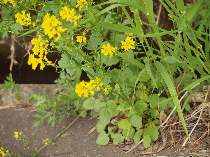 P6110625miyamagarasi_ha