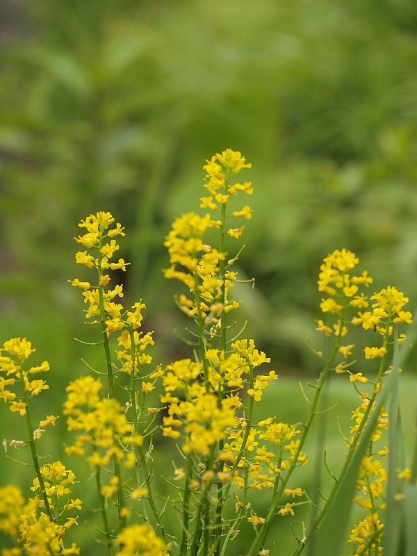 P6110626miyamagarasi_2