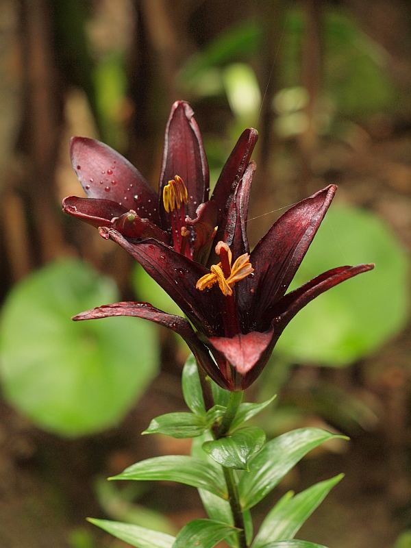 P6251522