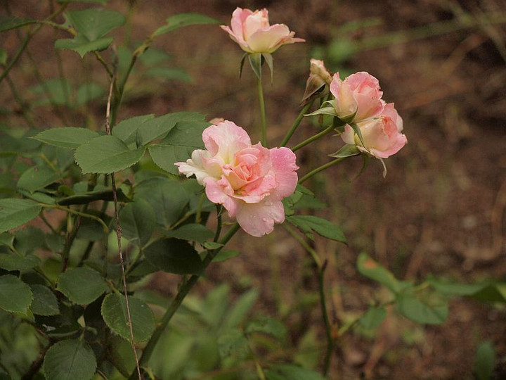 P6251530
