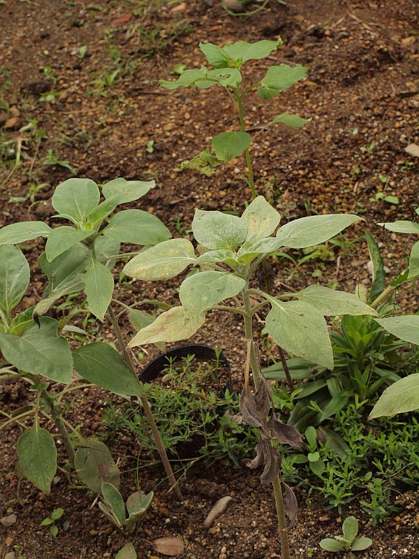 P6251531