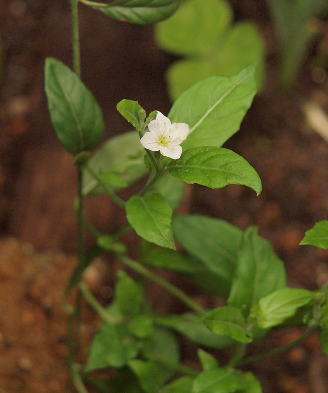P6251537