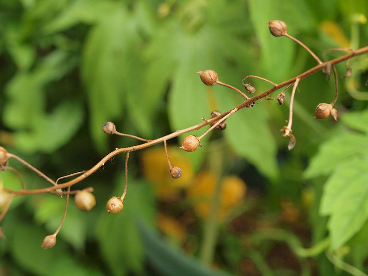 P6261552