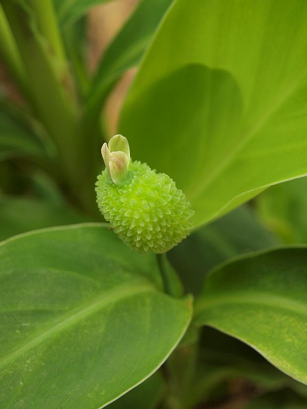 P6261558