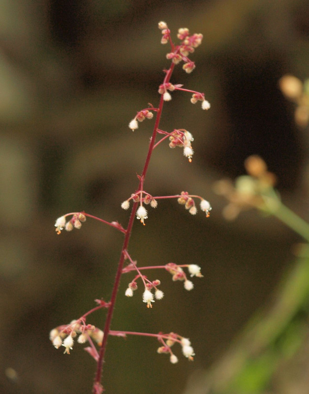 P6271590