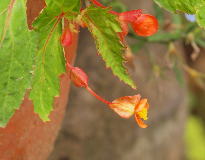 P6271604