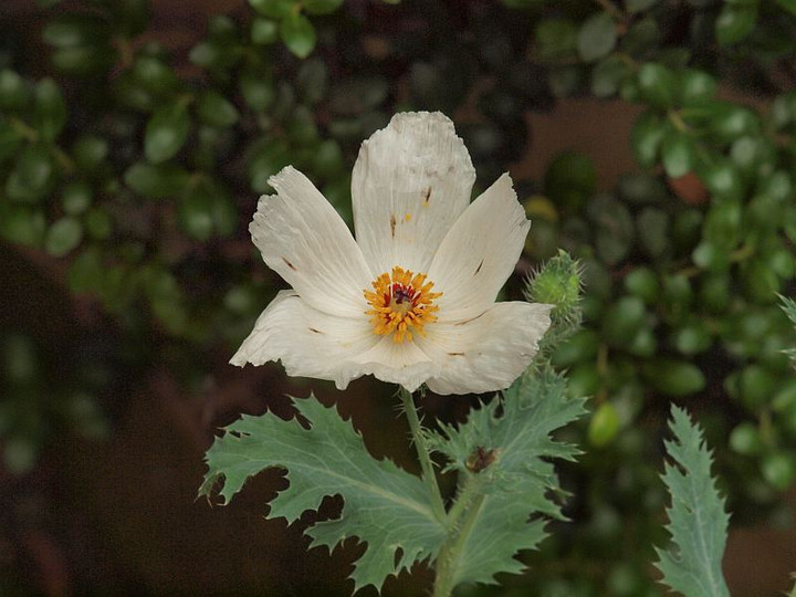 P6271608arugemone